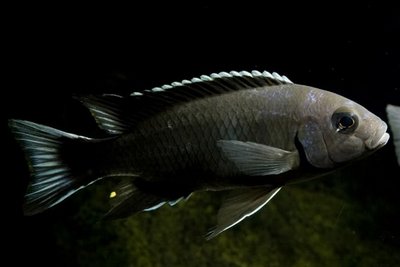 Фото Псевдотрофеус ацей Итунги Pseudotropheus spec. acei Itungi  (photo#23002)