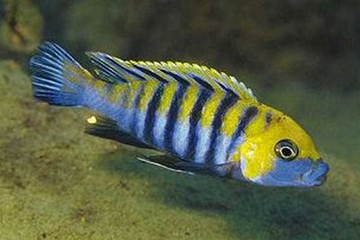 Фото Цинотиляпия афра Кобуе Cynotilapia afra Cobue  (photo#23032)