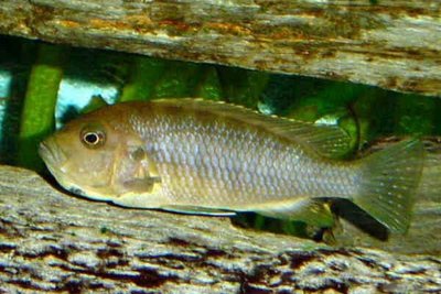 Фото Цинотиляпия афра Кобуе Cynotilapia afra Cobue  (photo#23033)