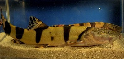 Фото Лептобоция элонгата Leptobotia elongata  (photo#23112)