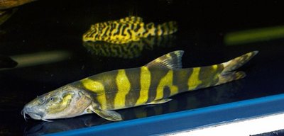 Фото Лептобоция элонгата Leptobotia elongata  (photo#23113)