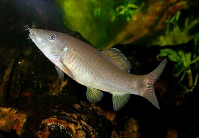 Фото Боция ЭОС Yasuhikotakia eos  (photo#23148)