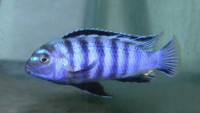Фото Псевдотрофеус саулоси Pseudotropheus saulosi  (photo#23160)