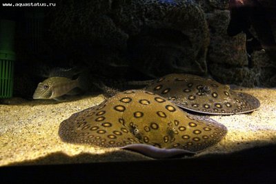 Фото Скат Моторо (photo#23172)