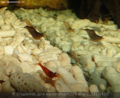 Фото Мои аквариумы кубики по 30 литров Студентка  (photo#23413)