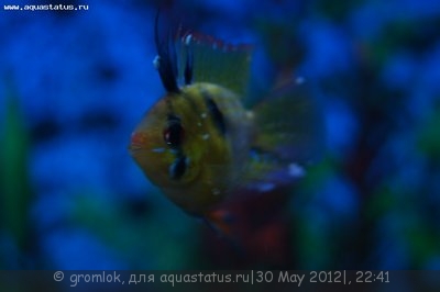 Фото Лимфоцистоз у апистограм Рамирези (photo#23449)