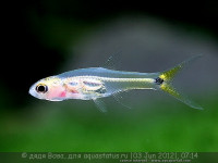 Фото Барбоидес Грацилис Barboides gracilis  (photo#23522)
