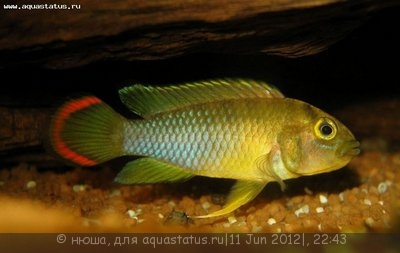 Фото Апистограмма панда Нийссена Apistogramma nijsseni  (photo#23703)