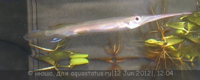 Фото Хемирамфодон голубоватый Hemirhamphodon pogonognathus  (photo#23726)