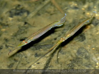 Фото Хемирамфодон голубоватый Hemirhamphodon pogonognathus  (photo#23727)