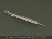 Фото Хемирамфодон голубоватый Hemirhamphodon pogonognathus  (photo#23728)