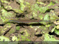 Фото Хемирамфодон голубоватый Hemirhamphodon pogonognathus  (photo#23729)