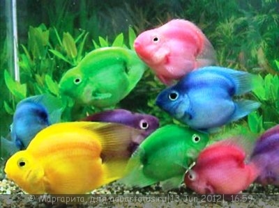 Фото Попугай красный, Рыба-попугай Red Parrot Cichlid  (photo#23763)
