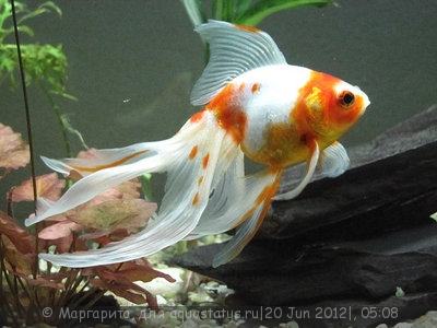 Фото Золотая рыбка Carssius auratus auratus  (photo#23898)
