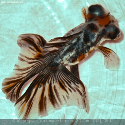 Фото Золотая рыбка Carssius auratus auratus  (photo#23904)