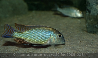 Фото Летринопс вилохвостый Lethrinops furcifer  (photo#23945)