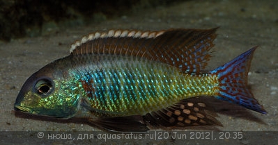 Фото Летринопс вилохвостый Lethrinops furcifer  (photo#23949)
