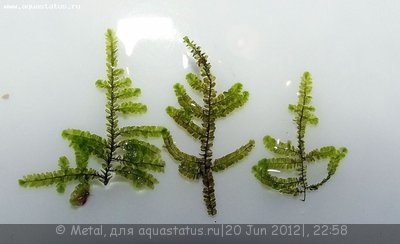Фото Мох из Тайланда moss sp. Thailand  (photo#23963)