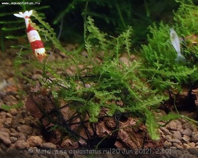 Фото Мох Пеарл Pearl Moss - Blepharostoma trichophyllum  (photo#23967)