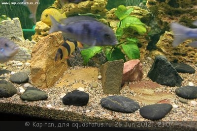 Фото Новый аквариум 450 литров kapitan  (photo#24130)