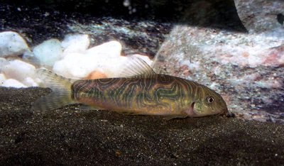 Фото Боция Стриата Botia striata  (photo#24159)