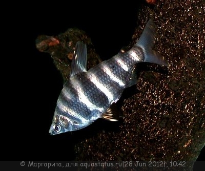 Фото Абрамитес мраморный Abramites hypselonotus  (photo#24169)