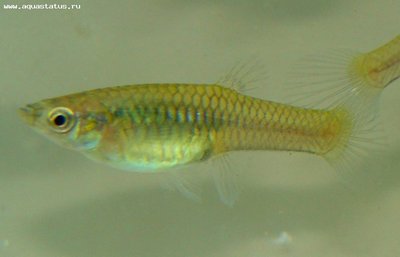 Фото Гуппи Эндлера Poecilia wingei  (photo#24191)