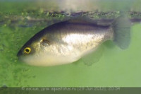 Фото Ксеноптерус Наритус Xenopterus naritus  (photo#24218)