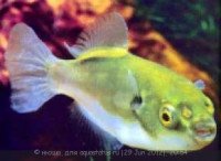 Фото Ксеноптерус Наритус Xenopterus naritus  (photo#24219)