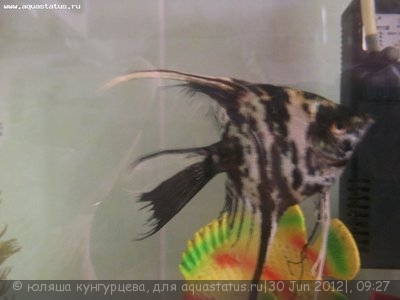 Фото Чем болеют скалярии? (photo#24235)