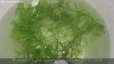 Опознание аквариумных растений
