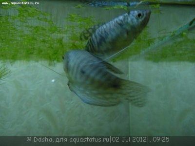 Мой аквариум 200 литров (Dasha)