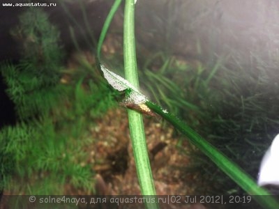 Фото Аквариум Вишневый креветочник 30 литров Solne4naya  (photo#24315)