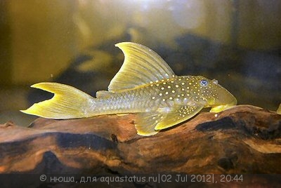 Фото Хемианциструс субвиридис Hemiancistrus subviridis  (photo#24316)