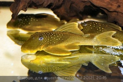 Фото Хемианциструс субвиридис Hemiancistrus subviridis  (photo#24317)