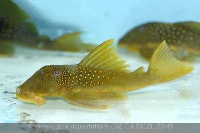Фото Хемианциструс субвиридис Hemiancistrus subviridis  (photo#24318)