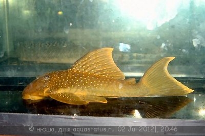 Фото Хемианциструс субвиридис Hemiancistrus subviridis  (photo#24319)