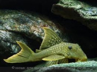 Фото Хемианциструс субвиридис Hemiancistrus subviridis  (photo#24320)