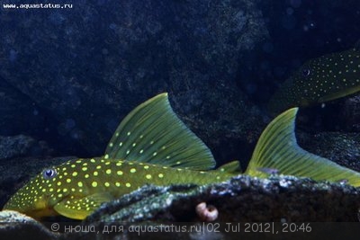 Фото Хемианциструс субвиридис Hemiancistrus subviridis  (photo#24321)