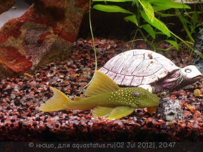 Фото Хемианциструс субвиридис Hemiancistrus subviridis  (photo#24322)
