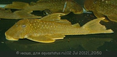 Фото Хемианциструс субвиридис Hemiancistrus subviridis  (photo#24323)