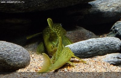 Фото Хемианциструс субвиридис Hemiancistrus subviridis  (photo#24325)