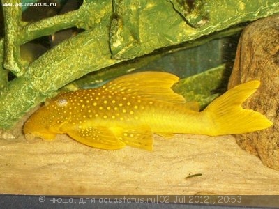 Фото Хемианциструс субвиридис Hemiancistrus subviridis  (photo#24326)