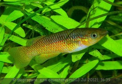 Фото Пляйфери Pachypanchax playfairi  (photo#24342)