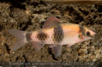 Фото Барбус панда Puntius fasciatus, barbus fasciatus  (photo#24379)