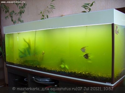 Мутная вода в аквариуме, муть в аквариуме