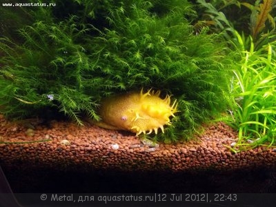 Фото Мох большой феникс Octodiceras fontanum  (photo#24604)