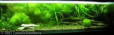 Фото Медленный аквариум на старой воде (photo#2475)