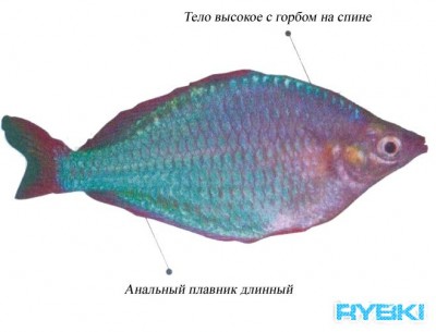Что с радужницей
