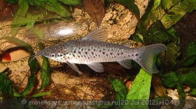 Фото Дианема бронзовая Dianema longibarbis  (photo#24769)